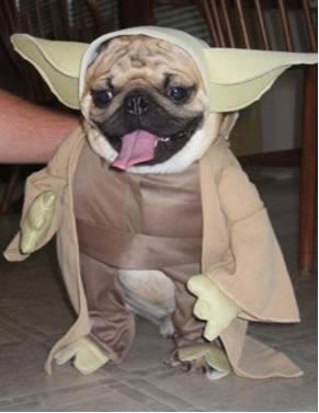 yoda_pug